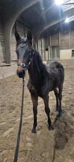 Meerdere, verschillende paarden te koop, Dieren en Toebehoren, Paarden, Meerdere dieren, Niet van toepassing, Gechipt