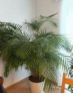 Dypsis lutescens Arcera Palm, Enlèvement