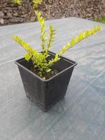 Chinese kamperfoelie / Lonicera Nitida in pot (10-15cm), Ophalen, Overige soorten, Struik, Minder dan 100 cm