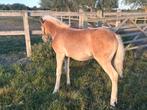 Friezen en haflingers, Dieren en Toebehoren, Paarden