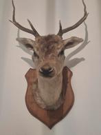 Grande tête de cerf véritable, Collections, Collections Animaux, Enlèvement, Cerf