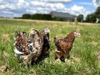 Brahma kippen verschillende kleuren hennen gesekst + ingeënt, Dieren en Toebehoren, Pluimvee