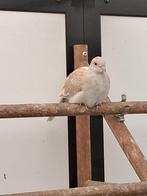 Diamantduifjes, Dieren en Toebehoren, Vogels | Duiven, Meerdere dieren