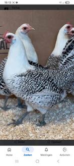 Gezocht friese kriel zilver, Dieren en Toebehoren, Pluimvee, Meerdere dieren, Kip