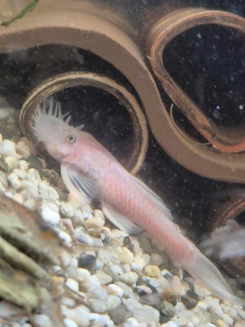 Snow white kweekgroep, Dieren en Toebehoren, Vissen | Aquariumvissen