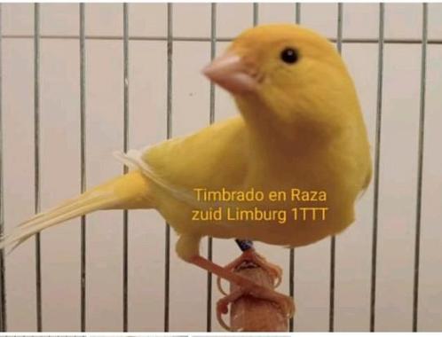 Timbrado Original/Classico, Animaux & Accessoires, Oiseaux | Canaris, Canari chanteur, Sexe inconnu