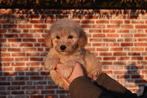 Prachtige Abrikoze Medium Goldendoodle pup, Dieren en Toebehoren, Parvo, België, 8 tot 15 weken, Meerdere