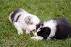 Border collie puppies geboren op boerderij, Particulier, 8 à 15 semaines, Colley, Plusieurs