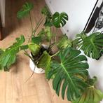 Monstera - grote gatenplant, Huis en Inrichting, Kamerplanten, Overige soorten, 100 tot 150 cm, Halfschaduw, In pot