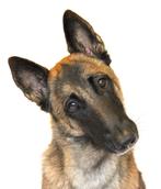 Hondenoppas, dog-sitter (t.v.v. goed doel 🙏), Animaux & Accessoires, Accessoires pour chiens, Enlèvement ou Envoi