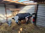 Dahomey stier, Dieren en Toebehoren, Runderen, Mannelijk, 3 tot 6 jaar