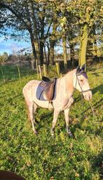 zeer lieve merrie, Dieren en Toebehoren, Pony's, Niet van toepassing, Recreatiepony, Merrie, E pony (1.48m - 1.57m)