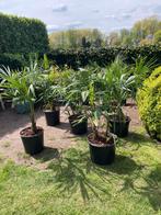 Palmbomen Trachycarpus Fortunei in pot, Tuin en Terras, Planten | Bomen, In pot, Winter, Ophalen