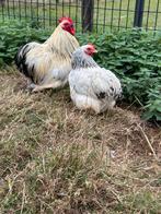 Columbia cochin kriel, Dieren en Toebehoren, Pluimvee