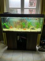 Juwel aquarium te koop, Dieren en Toebehoren, Ophalen, Zo goed als nieuw