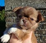 Reutje choco fawn ♥️  uit particulier nestje ️, België, Particulier, Reu, CDV (hondenziekte)