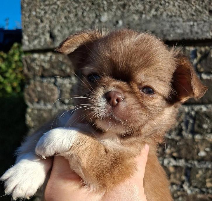 Reutje choco fawn ♥️  uit particulier nestje ️, Dieren en Toebehoren, Honden | Chihuahua's en Gezelschapshonden, Reu, Chihuahua