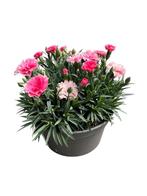 Dianthus I Love You schaal 23cm, Ophalen