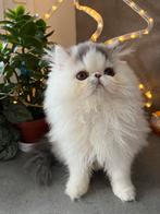 kitten Perzische langhaar, Chatte ou Chat, Vermifugé, 0 à 2 ans