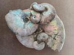 Les ammonites des lits de mortalité se regroupent avec de be, Fossile, Enlèvement ou Envoi