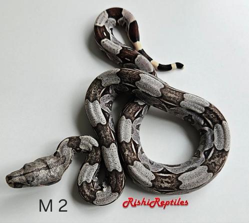 Boa constricteur à queue rouge Pure North Brazilian, Animaux & Accessoires, Reptiles & Amphibiens