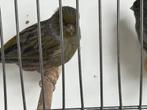 Cobalt groene kanaries, Dieren en Toebehoren, Vogels | Kanaries, Kleurkanarie