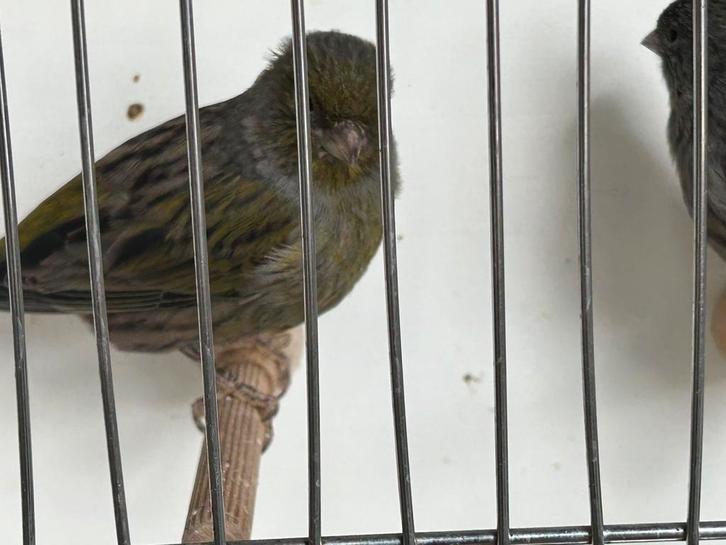 Cobalt groene kanaries, Dieren en Toebehoren, Vogels | Kanaries, Kleurkanarie