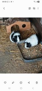 cavia, Dieren en Toebehoren, Knaagdieren, Juni, Mannelijk, Cavia