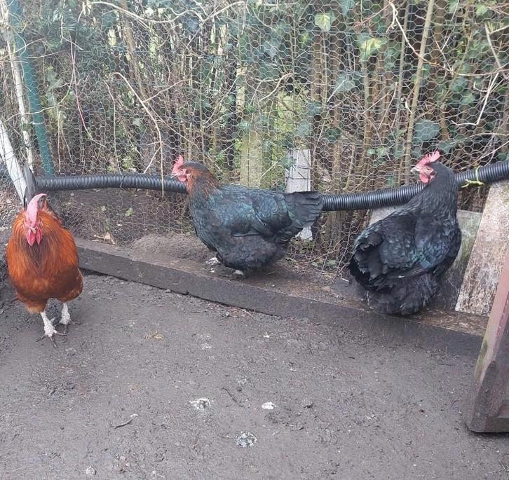 2 kippen, Dieren en Toebehoren, Pluimvee, Kip, Vrouwelijk