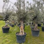 Olijfbomen promo, Tuin en Terras, Ophalen of Verzenden