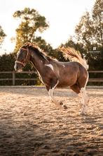 2 jarige merrie quarter x appaloosa, Dieren en Toebehoren, Pony's, Merrie, Onbeleerd, Gechipt, 0 tot 2 jaar