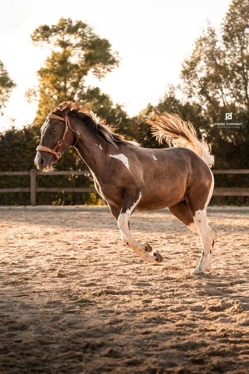 2 jarige merrie quarter x appaloosa, Dieren en Toebehoren, Pony's, Merrie, Onbeleerd, 0 tot 2 jaar, Gechipt, Ontwormd, Ingeënt