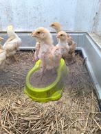 Brahma groothoenders Buff columbia kuikens, Dieren en Toebehoren, Pluimvee