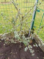 vaste planten, Enlèvement