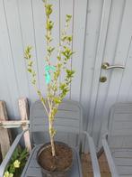 Hibiscus Syriacus, Jardin & Terrasse, Enlèvement