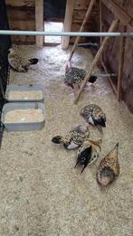 Java kriel citroen porselein, Poule ou poulet