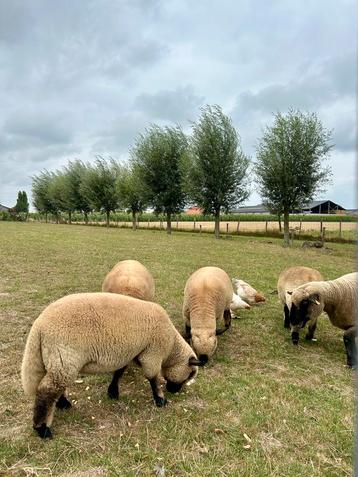 Hampshire Down, Mâle, Mouton, 0 à 2 ans