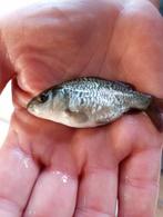 De mooiste karpertjes die er zijn Valkenswaard Hongaarse