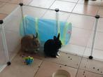 2 voedster zoeken nieuwe thuis