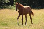 Lambrusco X Jumbo-jet x Aldato, Springpaard, Niet van toepassing, 0 tot 2 jaar, Hengst
