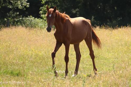 Lambrusco X Jumbo-jet x Aldato, Dieren en Toebehoren, Paarden, Hengst, Niet van toepassing, 0 tot 2 jaar, Springpaard, Met stamboom