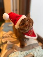 Cinnamon Dominant Bleu Eyes / Latent  ~ BRITS KORTHAAR, Dieren en Toebehoren, Katten en Kittens | Raskatten | Korthaar, Meerdere dieren