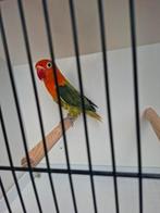 Jonge pop Fischeri agapornis, Dieren en Toebehoren, Vrouwelijk, Dwergpapegaai of Agapornis, Geringd