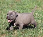 Amerikaanse Stafford pups, Dieren en Toebehoren, België, CDV (hondenziekte), 8 tot 15 weken, American Staffordshire Terriër