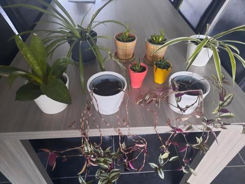 Diverse kamerplantjes, Huis en Inrichting, Kamerplanten, Ophalen