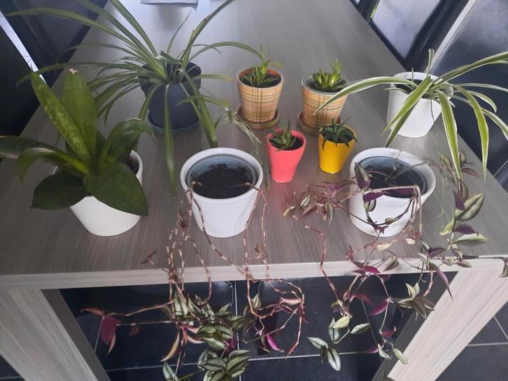 Diverse kamerplantjes, Huis en Inrichting, Kamerplanten, Ophalen