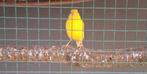 Kanarie (man) te koop., Animaux & Accessoires, Oiseaux | Canaris