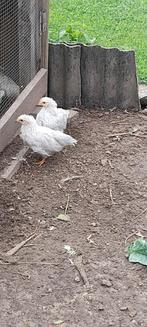 koppeltje Leghorn Izabel, Dieren en Toebehoren, Pluimvee, Meerdere dieren, Kip