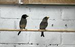 Chinese appelvinken, Dieren en Toebehoren, Vogels | Overige Vogels, Mannelijk, Wildzangvogel, Geringd