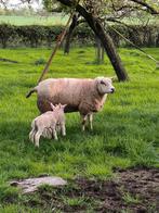 Schaap met 2 pasgeboren lammeren te koop, Animaux & Accessoires, Moutons, Chèvres & Cochons, Mouton